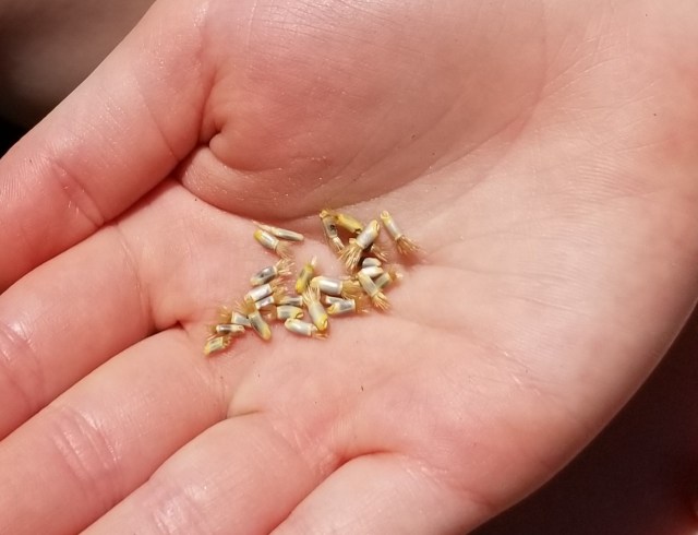Seeds in Hand